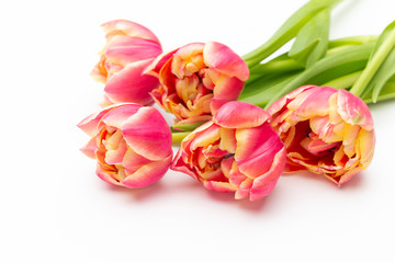 Fototapeta na wymiar Pink color tulips on the white background. Retro vintage style.