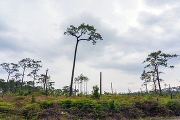 Fototapeta na wymiar Hundred year old pine trees in green field