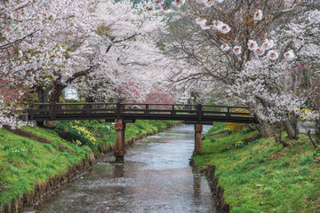 Cherry blossom with full blooming along both side of small canal at Oshino Hakkai village, Japan.