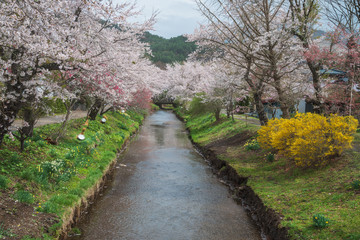 Cherry blossom with full blooming along both side of small canal at Oshino Hakkai village, Japan.