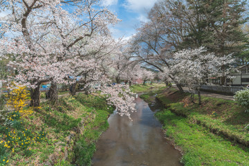 Fototapeta premium Cherry blossom with full blooming along both side of small canal at Oshino Hakkai village, Japan.
