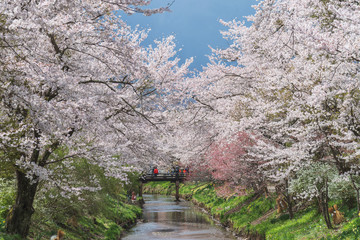 Cherry blossom with full blooming along both side of small canal at Oshino Hakkai village, Japan.
