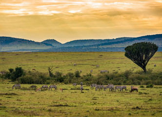 Obraz premium Herds of zebras in the Ngorongoro Crater, Tanzania