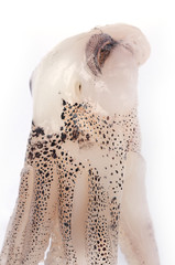 Skin octopus.texture