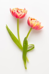 Spring flowers, tulips on pastel colors background. Retro vintage style.