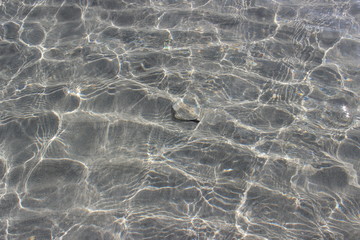 Muschel in klarem Wasser