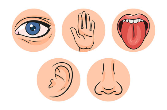 Five Senses Vector Illustrations. Taste, Sight, Touch, Smell, Hearing. Eye, Hand, Mouth, Tongue, Ear, Nose.