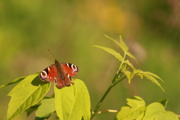 Butterfly on leaf