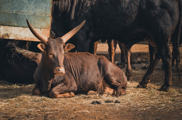 Fototapeta premium Spectacular portrait of a watusi. Animal