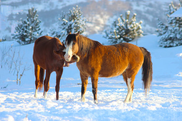 two horses tenderness together in winter
