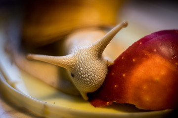 Snail are eating apples. Animals in nature. Big snail with fruit.