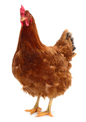 Young brown hen isolated on white background.