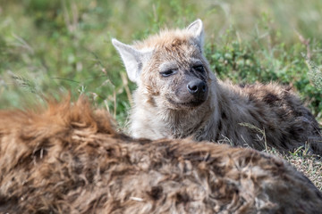 Hyena resting in day time near water hole, Maasai Mara