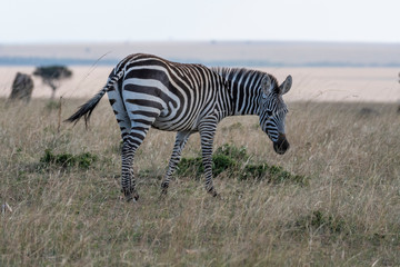 Fototapeta na wymiar Zebra walking lonely in Maasai Mara national reserve park