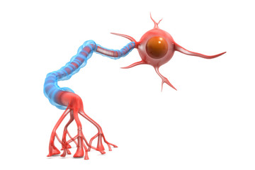 Neurons. 3d illustration