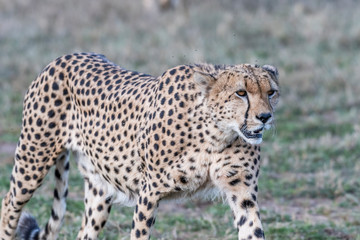 Five cheetahs hiding and walking in field looking for hunt, Maasai Mara