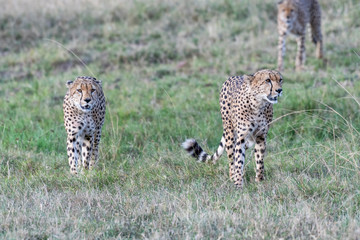 Five cheetahs hiding and walking in field looking for hunt, Maasai Mara