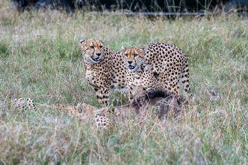 Cheetahs feeding on wildebeest after hunting it down in Maasai Mara