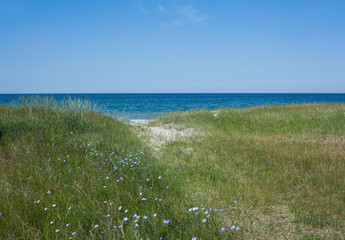 Sea view with green grass and blue wildflowers