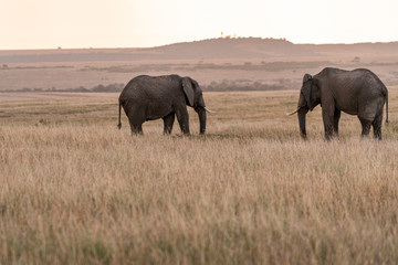 African elephants feeding grass in Savanna of Maasai Mara park