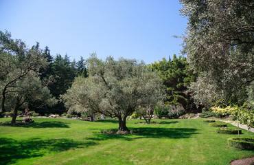 The trees in the olive grove