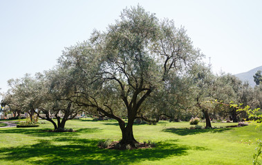 The trees in the olive grove