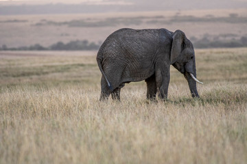 African elephants feeding grass in Savanna of Maasai Mara park