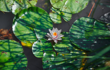 Water lilies in the pond 