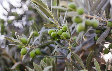 Green olives on the tree 