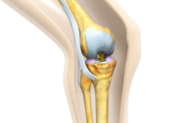 Anatomy of human knee joint. 3d illustration