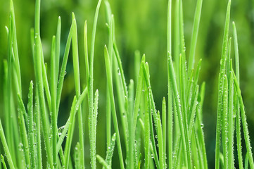 Obraz na płótnie Canvas young green oat shoots natural background