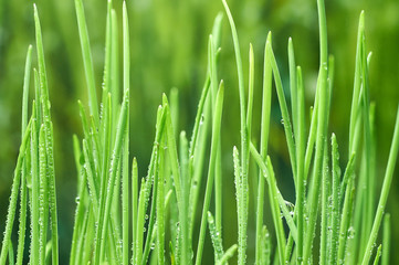Plakat young green oat shoots natural background