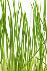 Fototapeta premium young green oat shoots natural background