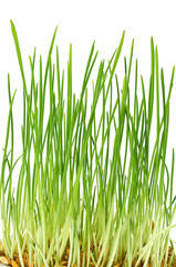 young green oat shoots natural background