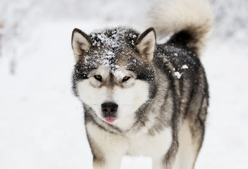 Alaskan Malamute dog on a winter walk in the snow