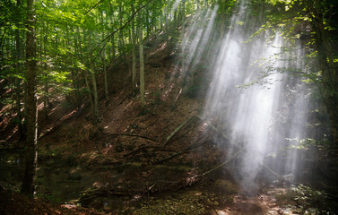 Fototapeta premium Promienie światła przebijają się przez dym w lesie