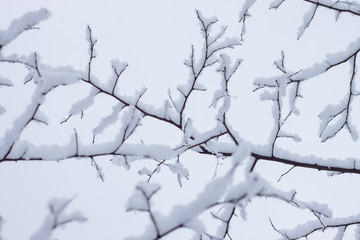Fototapeta na wymiar Tree branches covered with snow with the sky on the background.