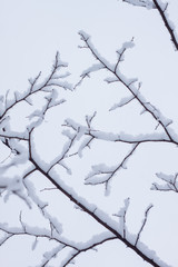 Tree branches covered with snow with the sky on the background.