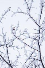 Tree branches covered with snow with the sky on the background.