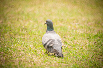 grey pigeon on grass