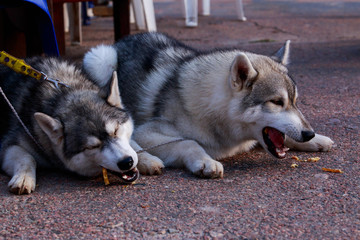 Two dogs breed Siberian Husky