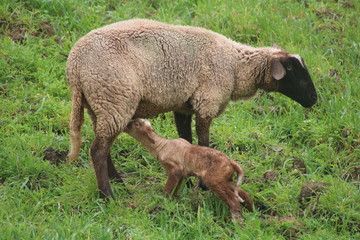 Little lamb nursing in mother sheep in green meadow 