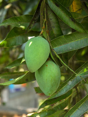 mango on tree