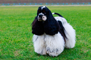 American Cocker Spaniel