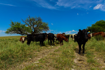 Obraz premium Cows fed with grass, Pampas,Patagonia, Argentina