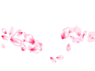 Spring blossom isolated petals flying