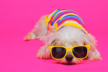 funny dog with sunglasses