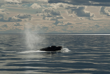 Whale Patagonia Argentina