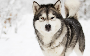 Alaskan Malamute dog on a winter walk in the snow