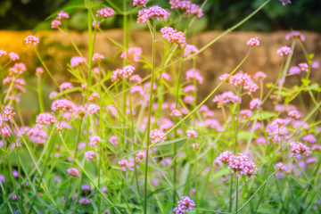 Beautiful purple flower of Verbena bonariensis, also know as purpletop vervain, clustertop vervain, Argentinian vervain, tall verbena or pretty verbena. Selective focus